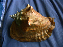 Natural Queen Conch Shell finding